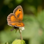 Oranje Zandoogje