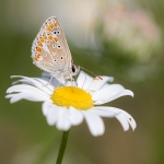 Bruin Blauwtje