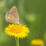 Bruin Blauwtje
