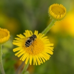 Kleine Bijvlieg