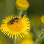 Kleine Bijvlieg