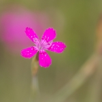 Steenanjer