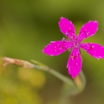 Steenanjer