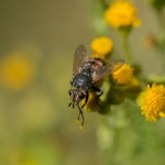 Peleteria rubescens