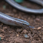 Peloponnesoshazelworm