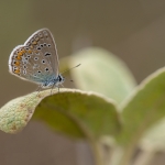 Icarusblauwtje