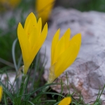 Sternbergia lutea - Gele Amaryllis