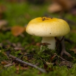 Zonnenrussula