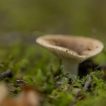 Kamrussula