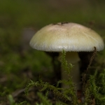 Groene Knolamaniet