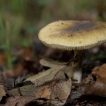 Groene Knolamaniet