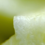 Melon Sugar