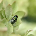 Fly on hydrangea