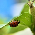 Lady Bug