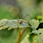 Spider on leaf