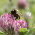 Bee on clover