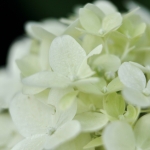 Witte hortensia