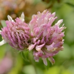 Pink Clover