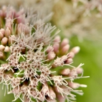 Roze kleine bloemen