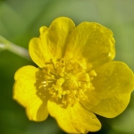 Gele boterbloem in de ochtendzon