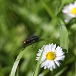 Black Fly in your Chardonnay