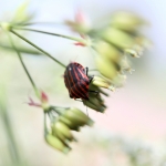 Pajama Shieldbug