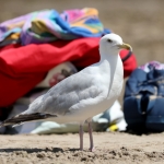 Seagull and cloth