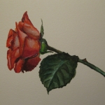 Roos