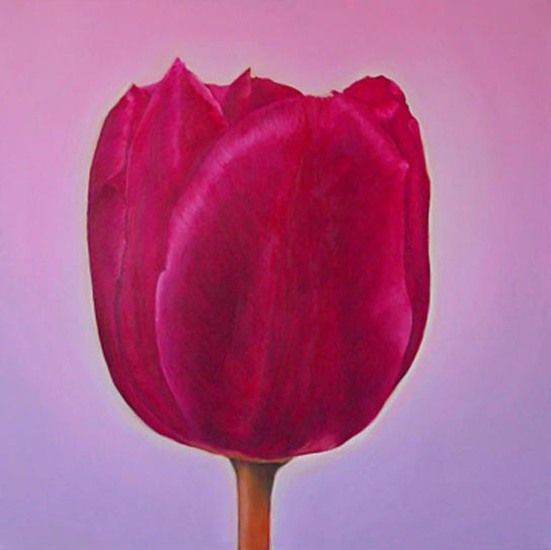 'paarse tulp' (purple tulip)