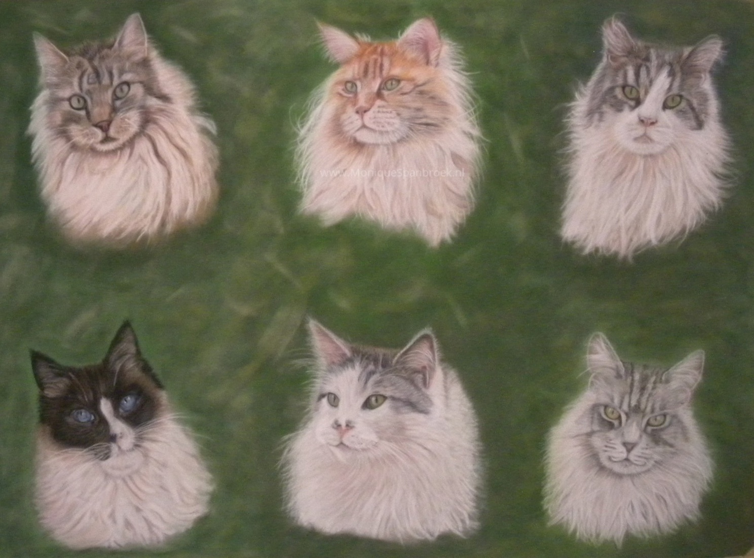 Bo, Gizmo, Memphisto, Rinko, Timon & Vasco