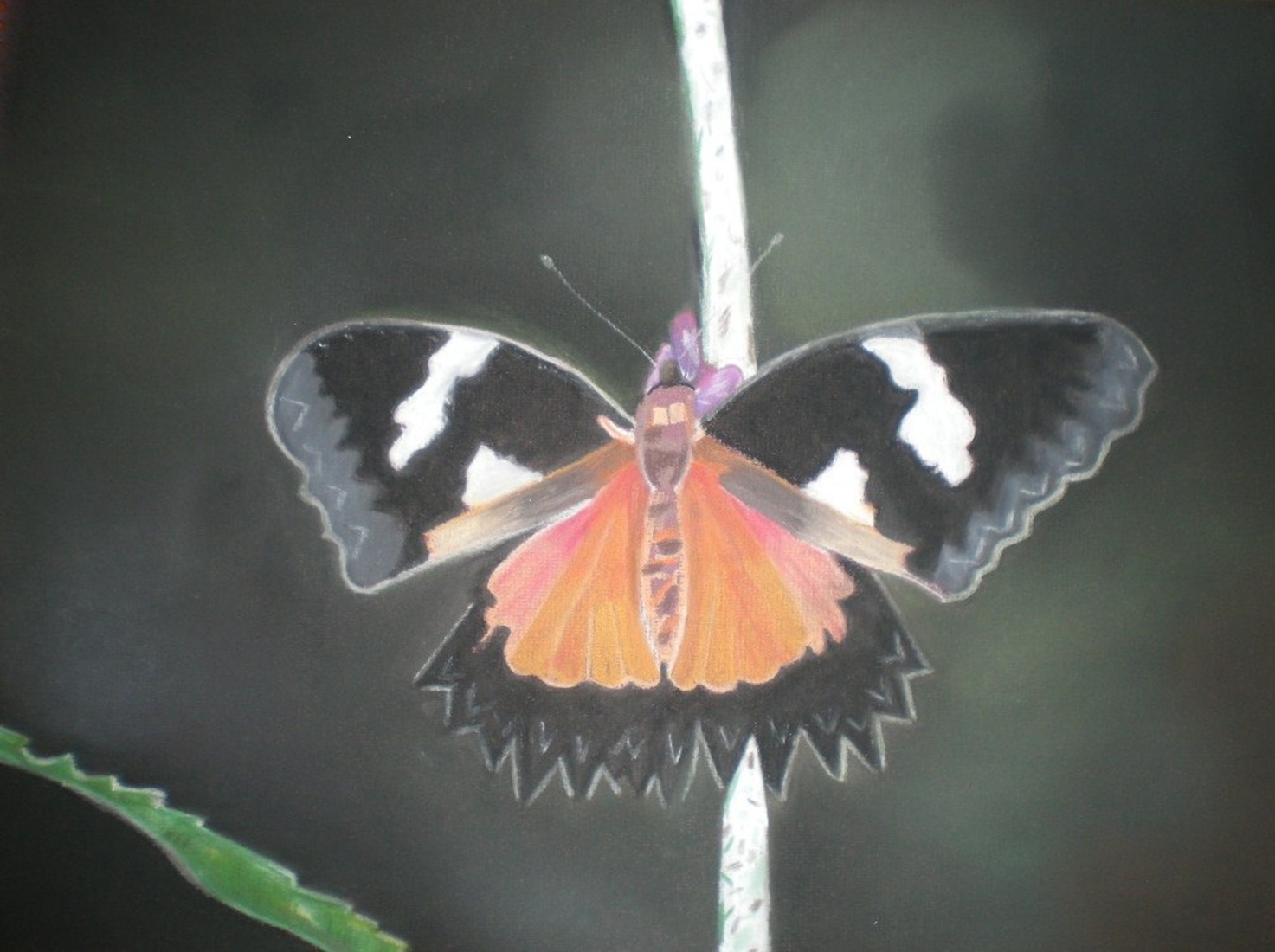 Bonte vlinder