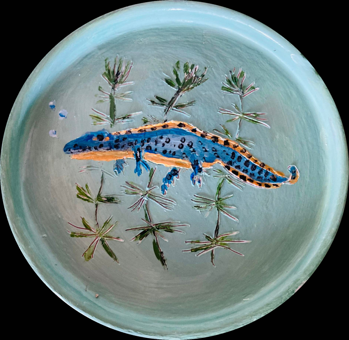 Alpenwatersalamander