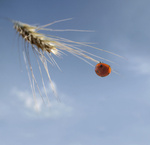 onderwerpen van dichtbij gezien