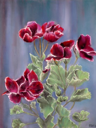Franse geranium