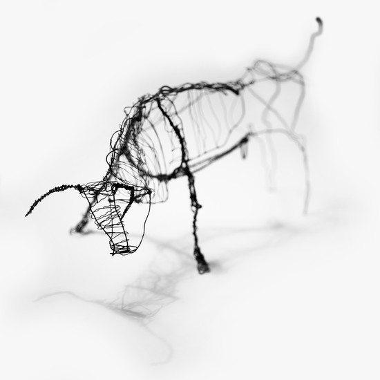 Stier