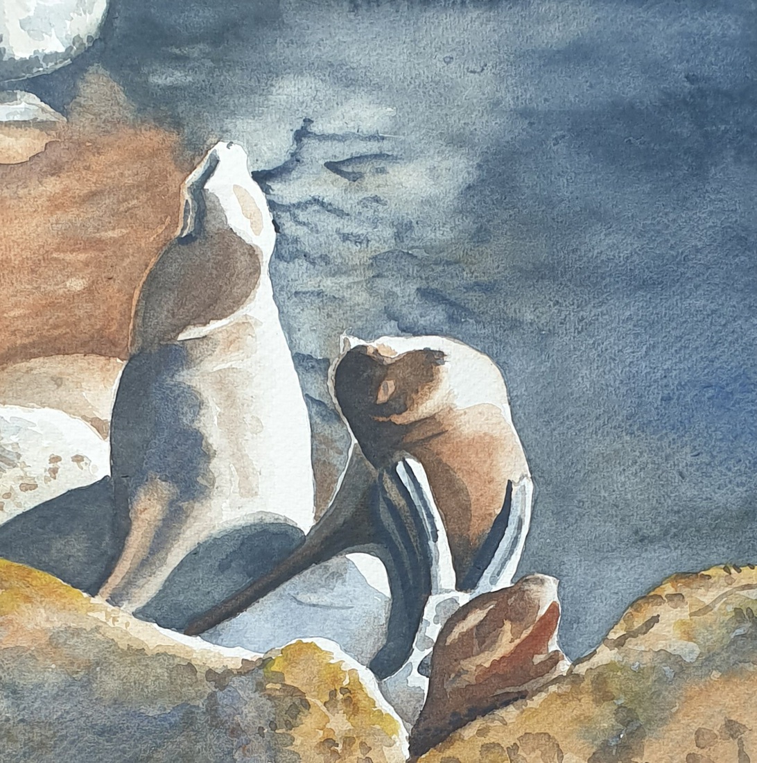 Zeeleeuwen in de zon