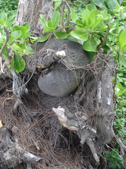 Nest