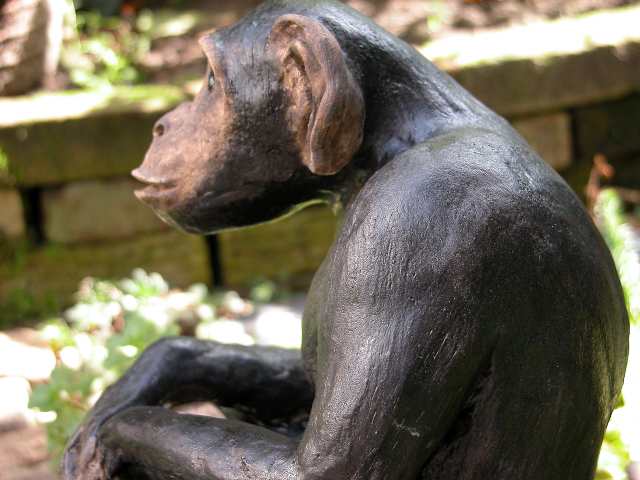 chimp2