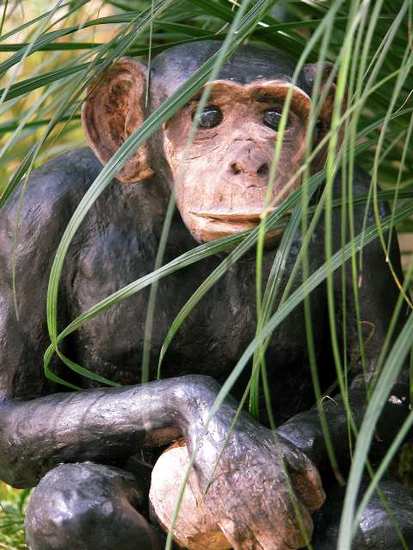 chimp#4