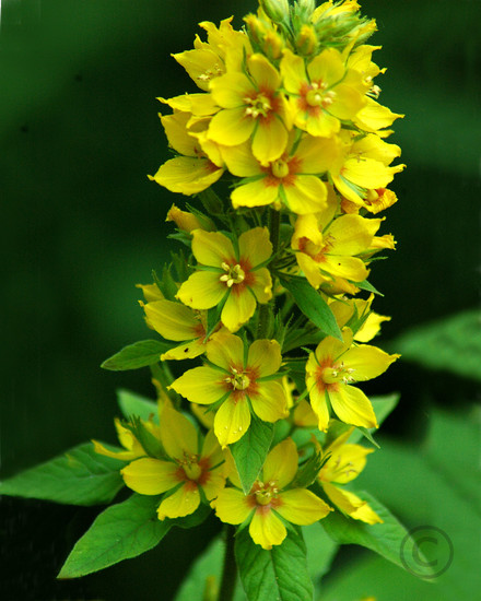 Bloementoorts in geel