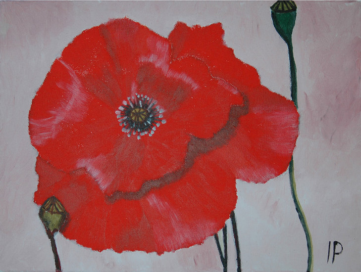 Papaver1