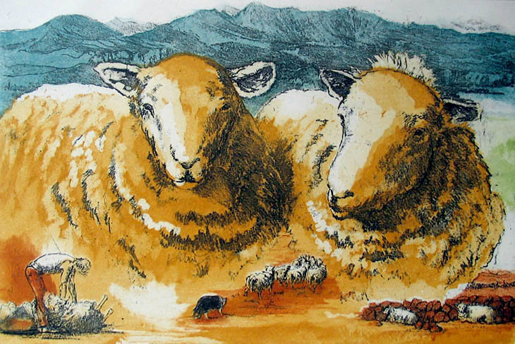 schapen in Wales