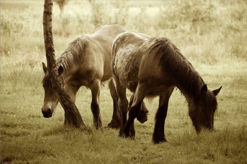 Horses In the woods
