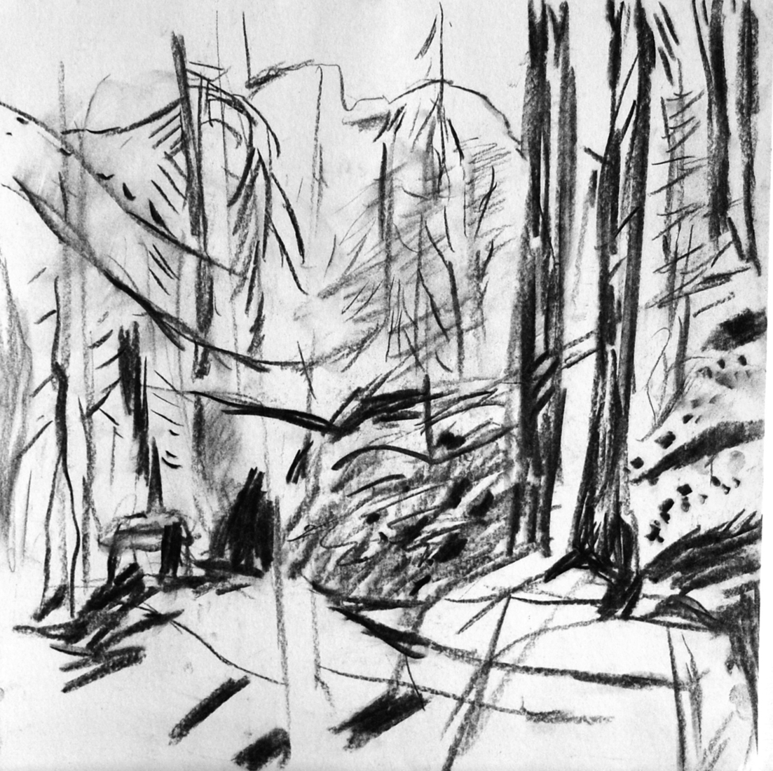 door het bos de bergen