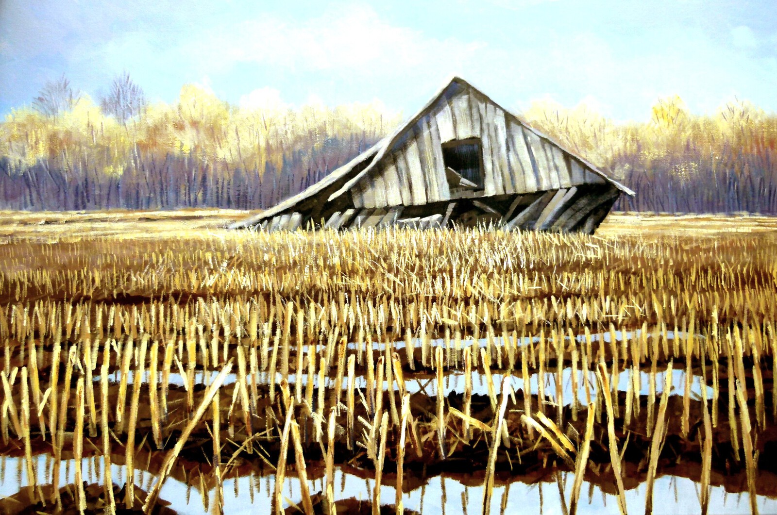 Ingezakte schuur in maisveld.