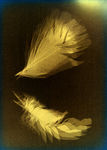 Alternative Processes of making photography or, Painting with Light