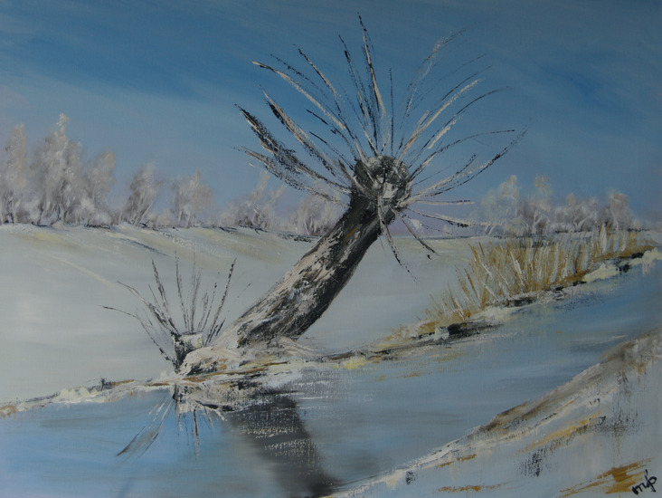 knotwilg in de winter