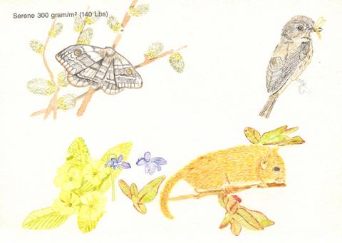 Vogeltje-aquarel