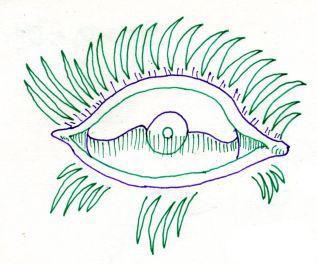 Oog
