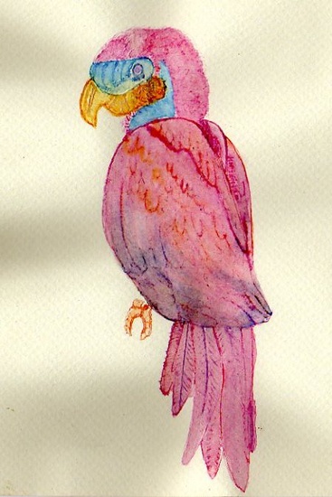 Papegaai rose